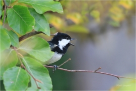 <p>SÝKORA UHELNÍČEK (Periparus ater) ---- /Coal tit - Tannenmeise/</p>